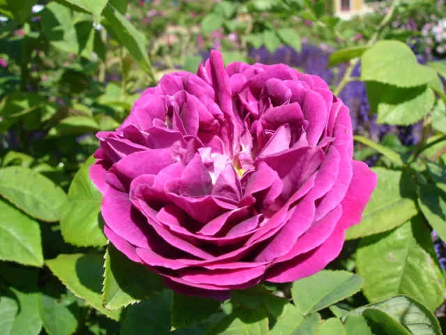 Bourbon Rose — photo by Ulf Eliasson epibase
