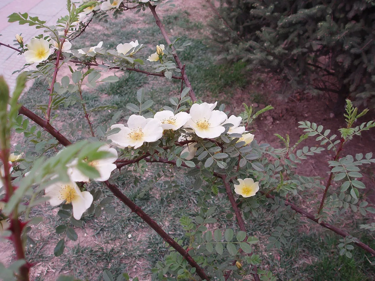 Yellow Rose — photo by Taken by Fanghong