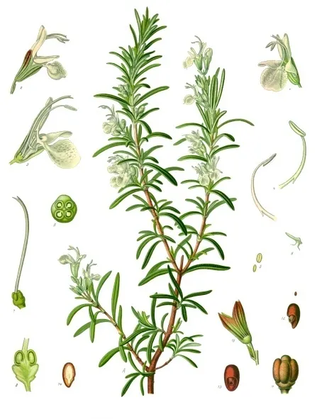 Rosemary — photo by Franz Eugen Köhler, Köhler's Medizinal-Pflanzen