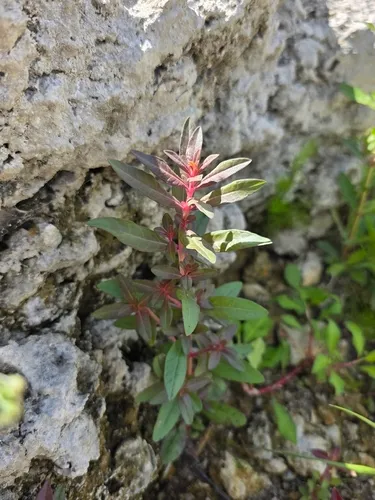 Lowland Rotala — photo by jlange