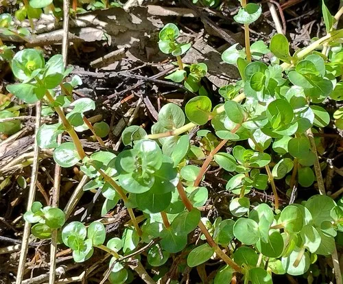 Dwarf Rotala