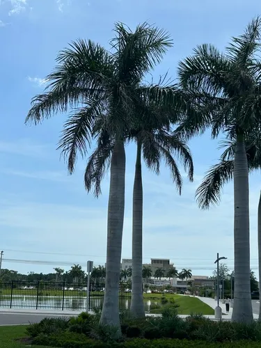 Royal Palm — photo by haileygregorich