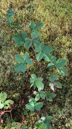Peaty Dewberry — photo by Heather Pickard