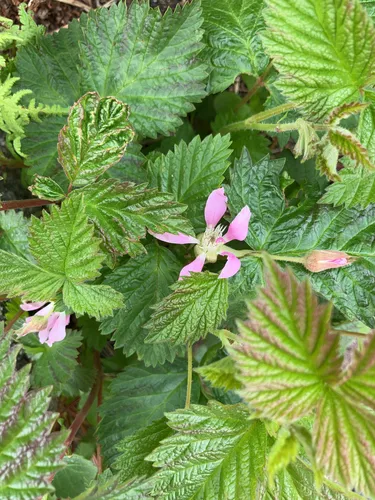 Alaska Blackberry