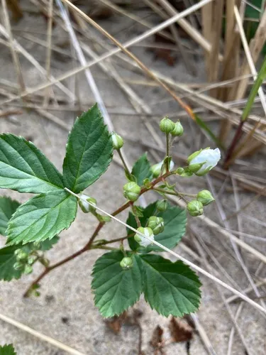 Wand Dewberry — photo by Ruth Greuel