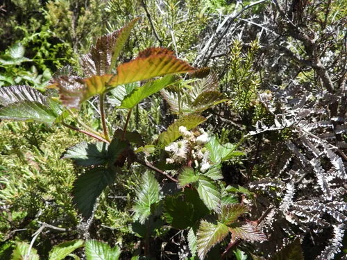 Sawtooth Blackberry