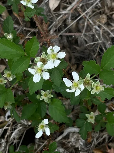 Arizona Dewberry — photo by Craig Robson