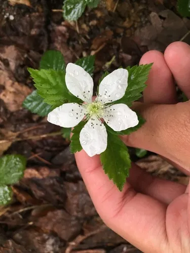 Bailey's Dewberry — photo by Sequoia Janirella Wrens