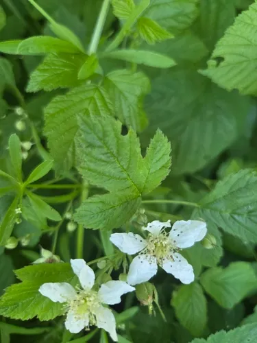 European Dewberry — photo by svenja stülken