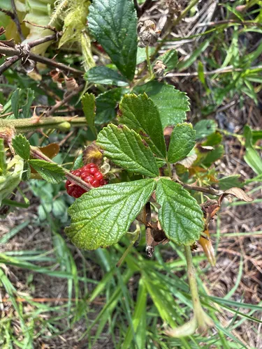 Sand Blackberry — photo by frshwtrfan