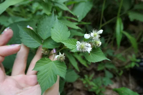 Shortstalk Dewberry — photo by cinna_latifolia