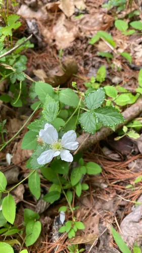 Northern Dewberry