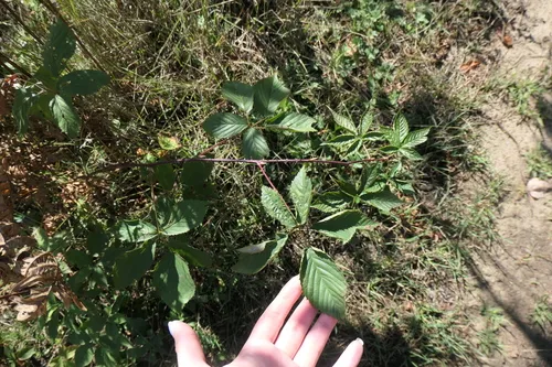 Glandstem Blackberry — photo by cinna_latifolia