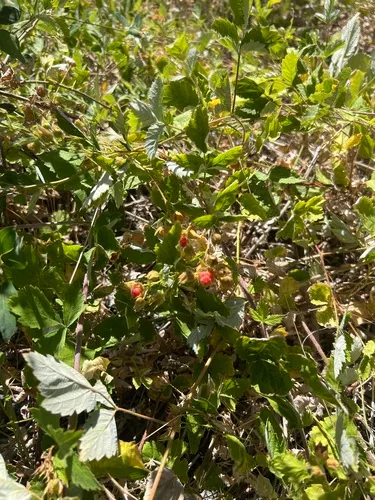 San Diego Raspberry — photo by Scott Mauffet-Smith