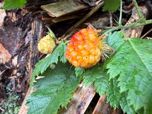 Hawai'i Blackberry — photo by Tara Severns