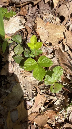 Bristly Dewberry