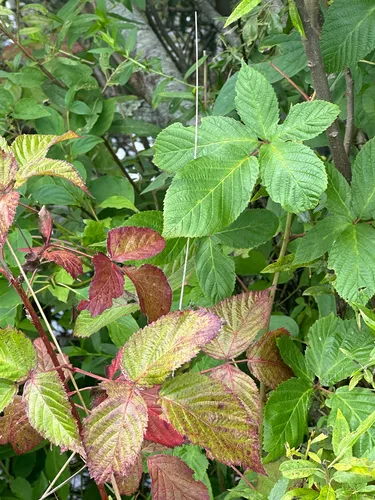 Watauga River Blackberry — photo by Robert Levy