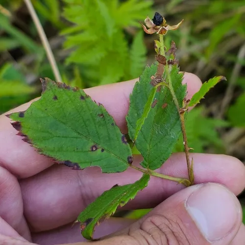 Upland Dewberry — photo by Michael R. Ostrowski