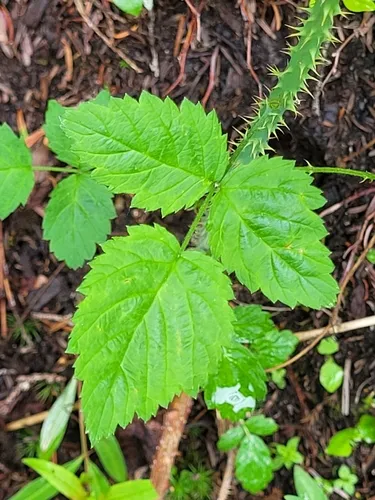 Whitebark Raspberry (var. bernardinus) — photo by Kate Turner