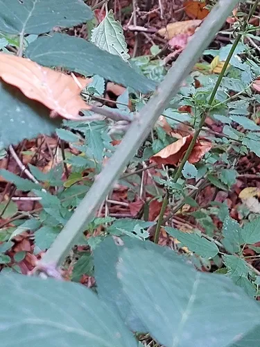 Largeleaf Blackberry — photo by enkidoo