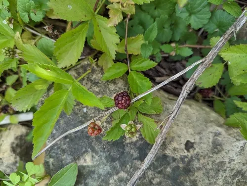 Michigan Dewberry — photo by Ryan Sorrells