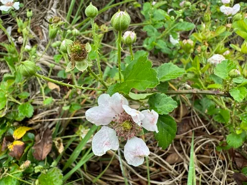 Marvel Dewberry — photo by syncat