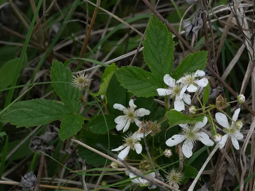 Missouri Dewberry — photo by Ryan Andrews