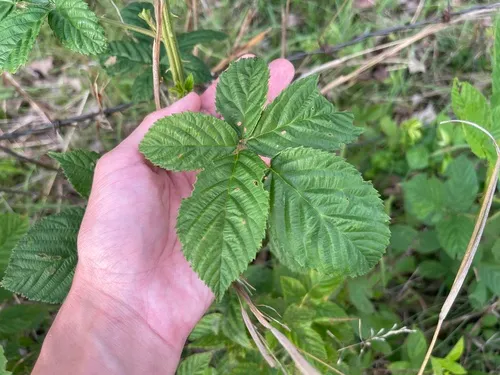 Softleaf Blackberry — photo by Aidan Campos
