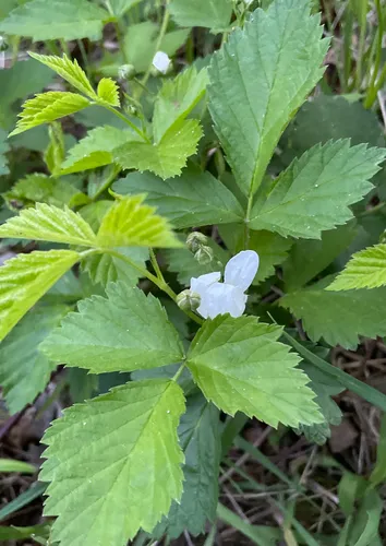 Kinnickinnick Dewberry — photo by svonbank