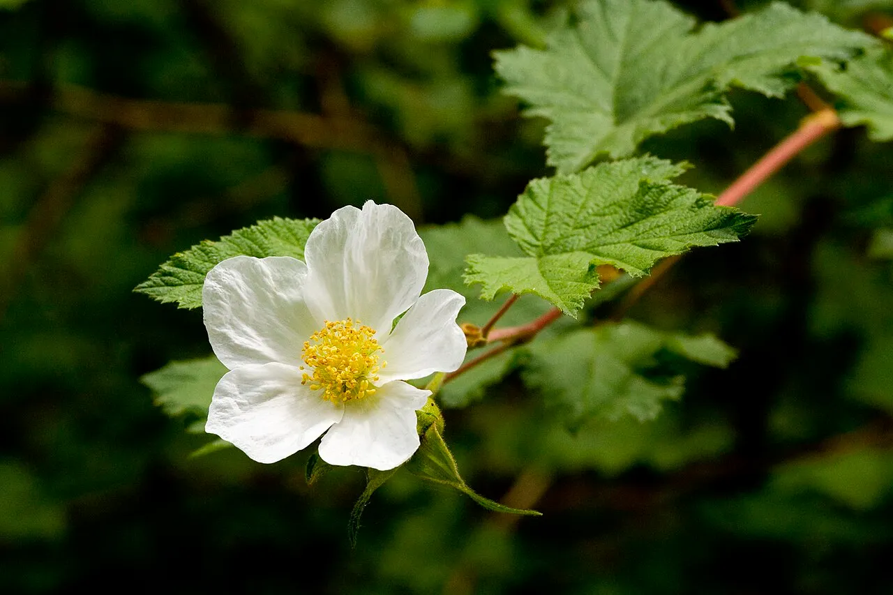 New Mexico Raspberry — photo by Patrick Alexander from Las Cruces, NM