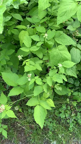 Black Raspberry