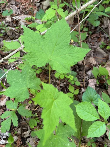 Purpleflowering Raspberry