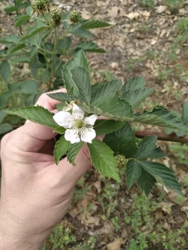 Oklahoma Blackberry — photo by Greg Ihde