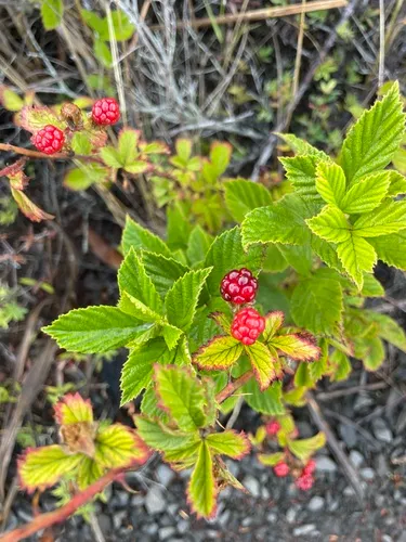 Highbush Blackberry — photo by Jordy Vitali