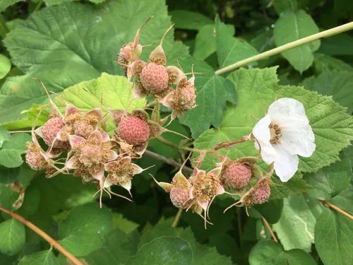Thimbleberry — photo by blitzen1986
