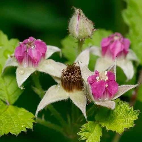 Japanese Raspberry — photo by Paul Marcum
