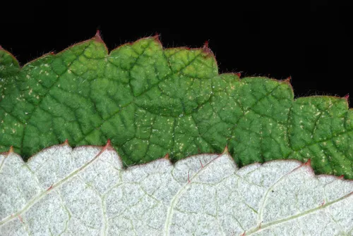 Wine Raspberry — photo by Douglas Goldman