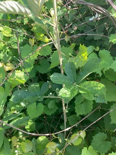 Plymouth Blackberry — photo by Ben Harnsberger