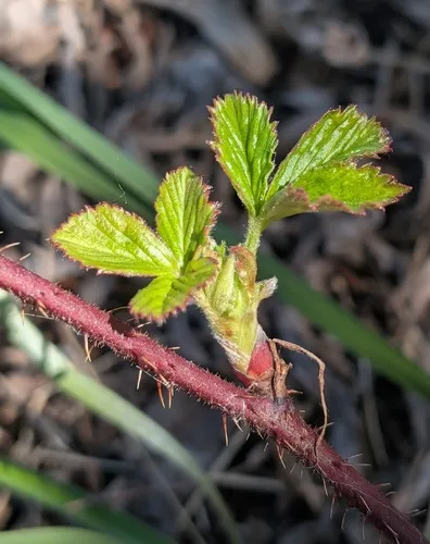 Wisconsin Dewberry — photo by Jaxon Lane