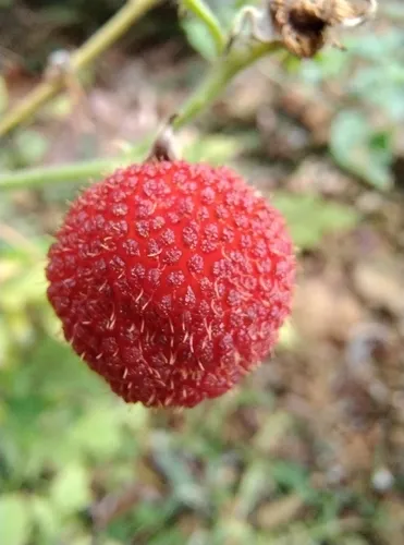West Indian Raspberry — photo by NINA WENÓLI