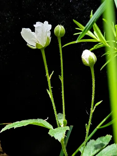 Steele's Dewberry — photo by Gregory Hayes