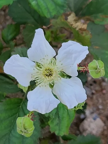 Southern Dewberry — photo by a_l_a_n_a
