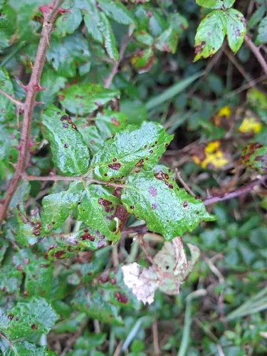Unarmed Elmleaf Blackberry (var. anoplothyrsus) — photo by nburkepile