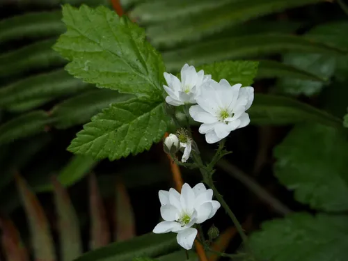 California Blackberry — photo by Wendy Feltham