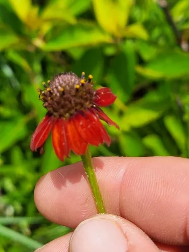 Grassleaf Coneflower