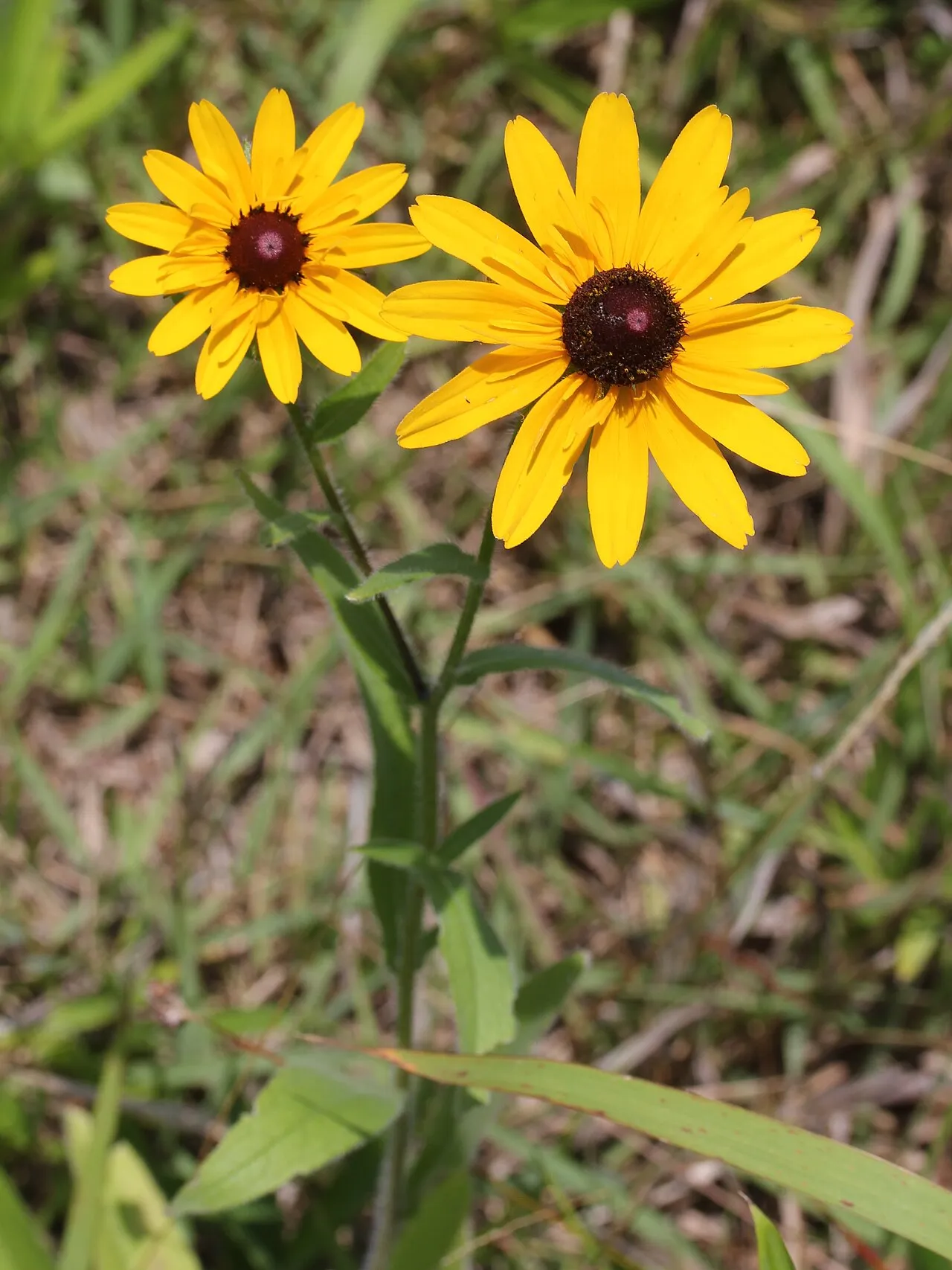 Blackeyed Susan (var. pulcherrima) — photo by Alpsdake