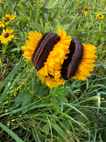 Black-eyed Susan