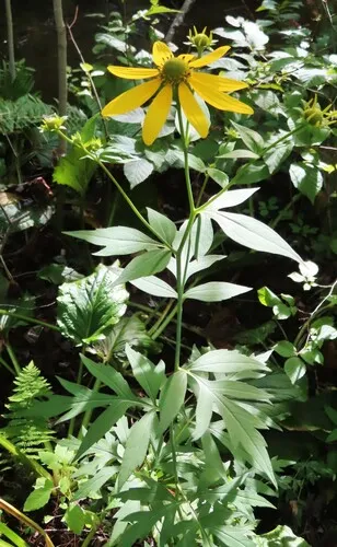 Cutleaf Coneflower