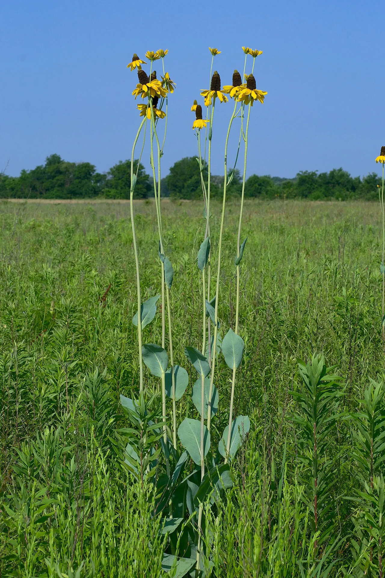 Great Coneflower
