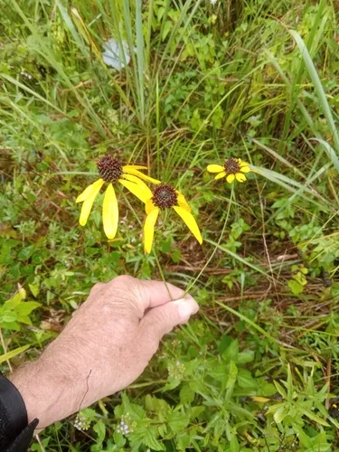 Mohr's Coneflower — photo by s_s_farnsworth